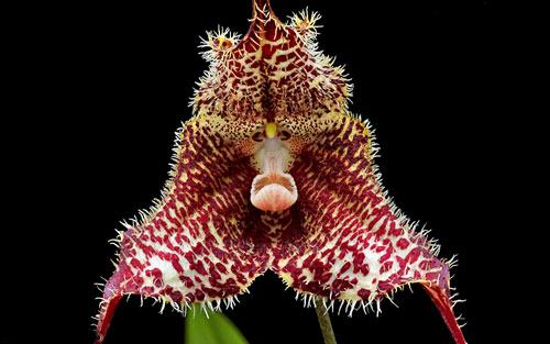 Dracula wallisii