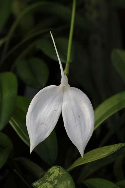 Masdevallia coccinea alba