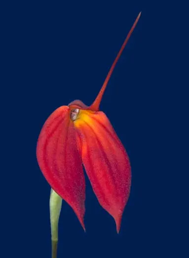 Masdevallia coccinea dark