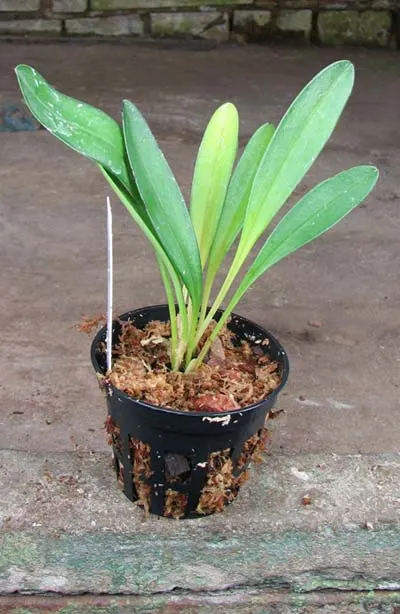 Masdevallia coccinea dark