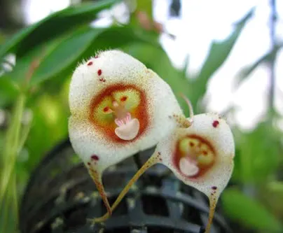 Dracula inaequalis