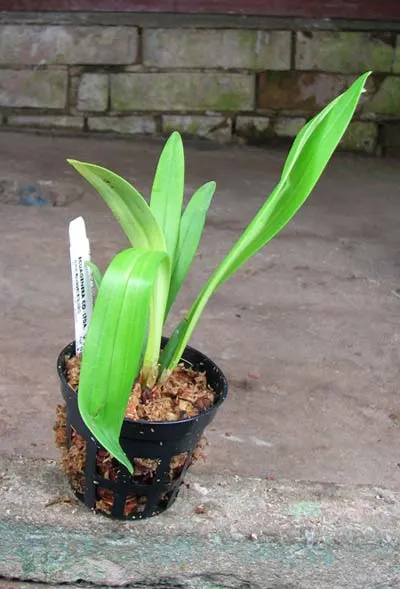 Dracula gigas x Masdevallia veitchiana