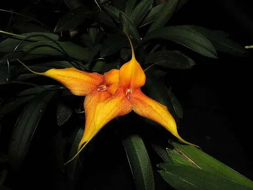 Masdevallia veitchiana x Masdevallia Cooper Angel