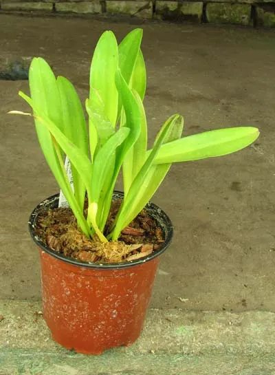Masdevallia veitchiana x Masdevallia Cooper Angel