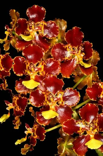 Otoglossum coronarium