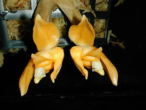 Stanhopea annulata