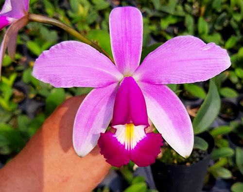 Cattleya violacea