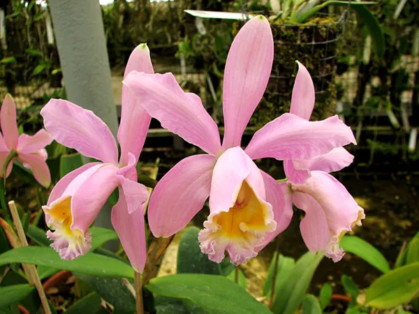 Cattleya Venosa (harrisoniae x forbesii)