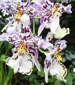 Odontoglossum Hans Koch x Odontocidium Tiger Crow 'Golden Gate'