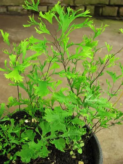 Adiantum capillus-veneris var. crispa