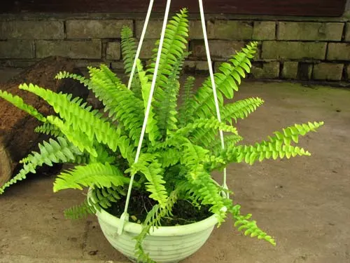 Nephrolepis exaltata 'Bostoniensis Nana'
