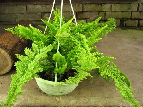 Nephrolepis exaltata 'Norwoodii'