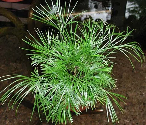 Actiniopteris australis