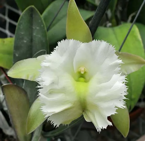 Brassavola Aristocrat (Brassavola glauca x digbyana)