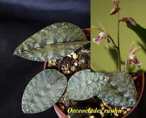 Oeceoclades rauhii