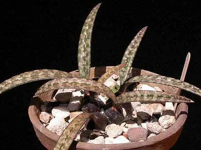 Oeceoclades spathulifera