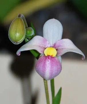 Phragmipedium schlimii