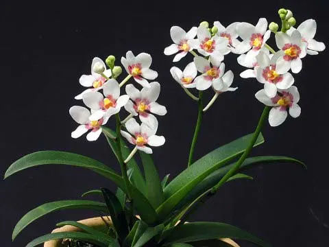Sarcochilus hartmannii