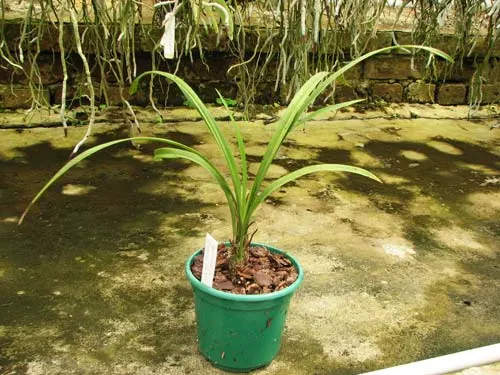 Cymbidium sinense 'Formosa Fairy'