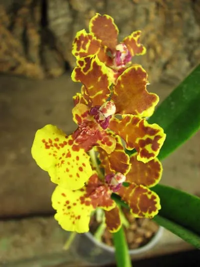 Psychocentrum Rio's Mariposita 'ORCHIS'