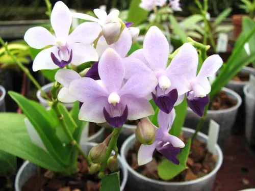 Doritaenopsis Kenneth Schubert x Doritaenopsis Purple Martin x Doritis pulcherrima 'Blue'