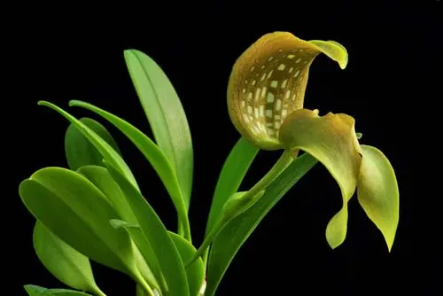 Bulbophyllum grandiflorum