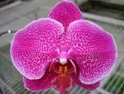 Doritaenopsis Meidar Prince 'Prince of Leopard'