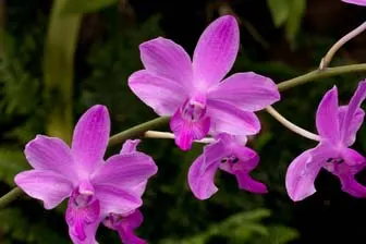Doritaenopsis Fire Cracker