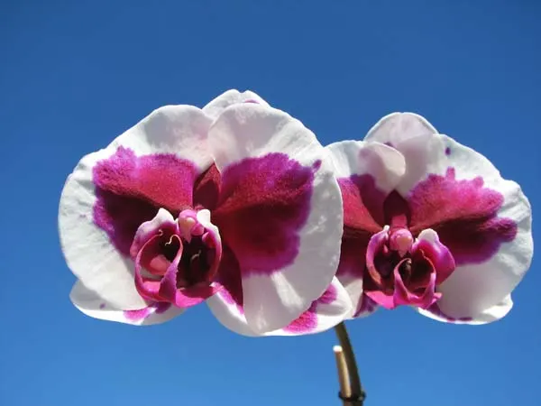 Doritaenopsis Chian Xen Pearl x Lianher Glory