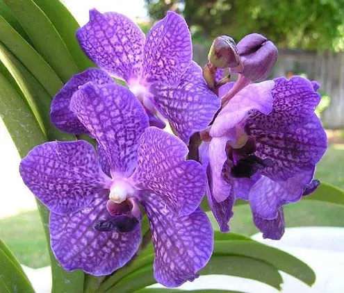 Vanda Fuchs Fushia x Katsuulea