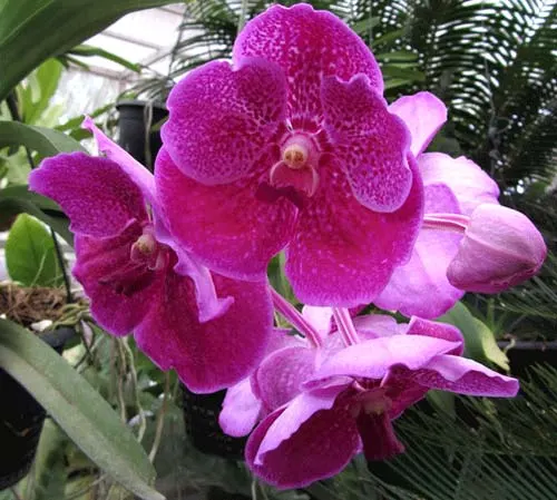 Vanda Fuchs Fushia x Dr. Anek