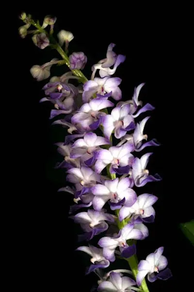 Vascostylis Five Friendship x Rhynchostylis coelestis blue