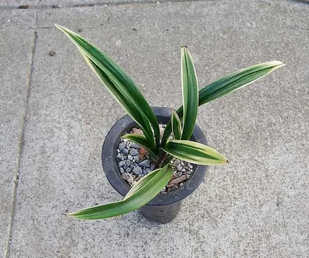 Cymbidium Hoosia 'Jin Hua Shan'