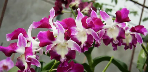 Dendrobium King Dragon x Supanburi White