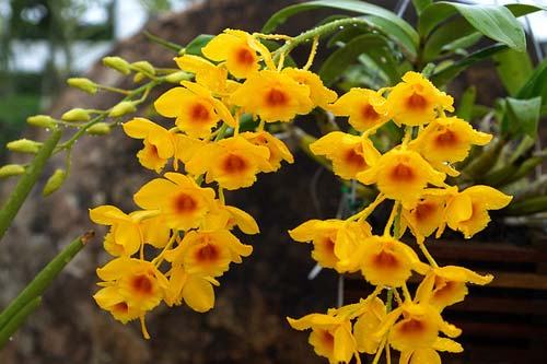 Dendrobium chrysotoxum