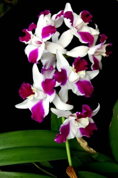 Laeliocattleya Purple Cascade 'Shang Beauty'