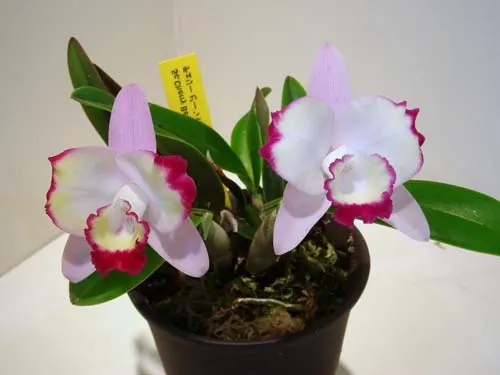 Cattleya Cherry Be