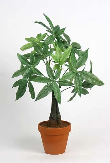 Pachira aquatica