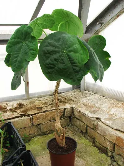 Jatropha podagrica