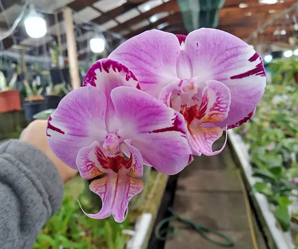 Doritaenopsis Taiwan Diamond 'Rainbow Cat'