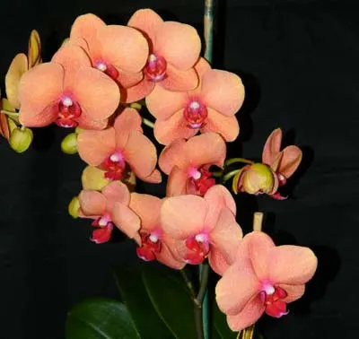 Doritaenopsis Ox Cumquat