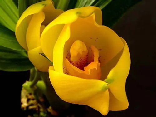 Angulocaste 'Joiceyi'