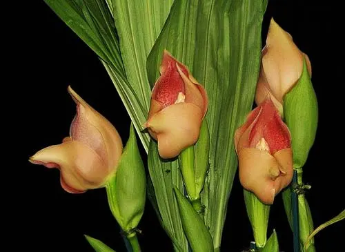 Anguloa virginalis x hohenlohii
