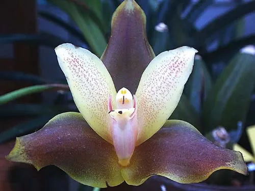 Anguloa clowesii x Lycaste macrophylla