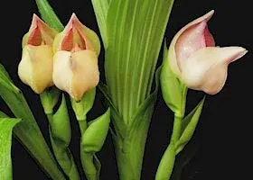 Anguloa uniflora x Rolfei