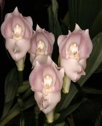Anguloa virginalis