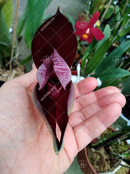 Angulocaste 'Surprise'