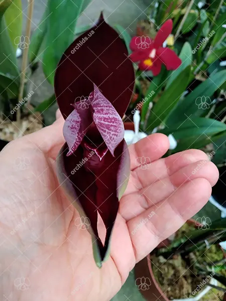Angulocaste 'Surprise'