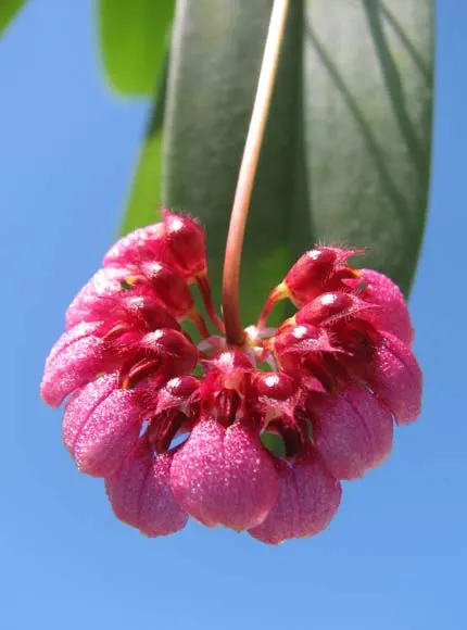 Bulbophyllum lepidum