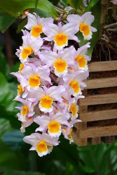 Dendrobium farmeri 'Pink'